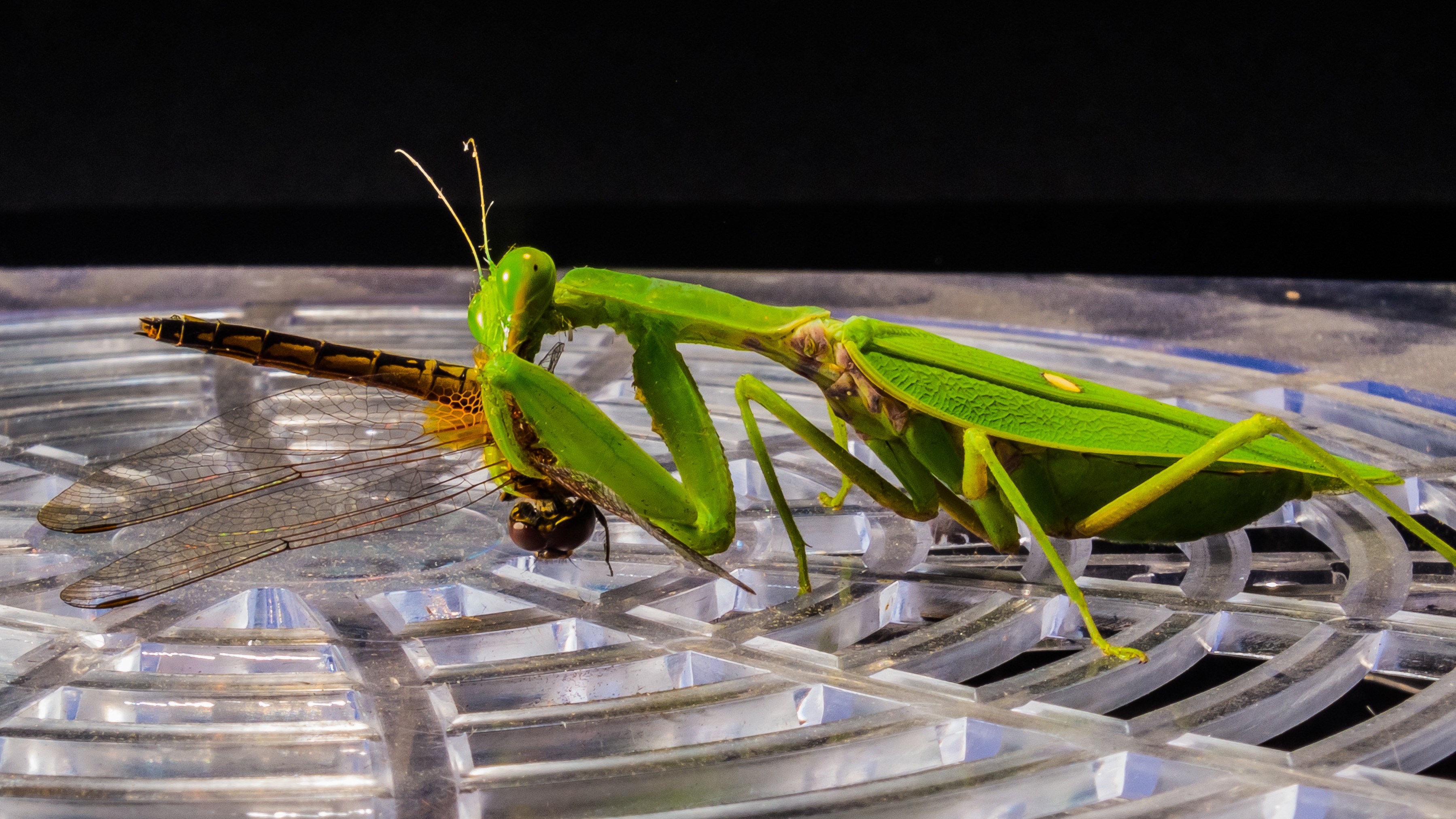 Detail Dragonfly Vs Praying Mantis Nomer 29