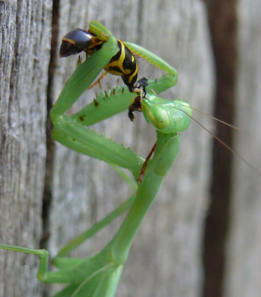 Detail Dragonfly Vs Praying Mantis Nomer 30