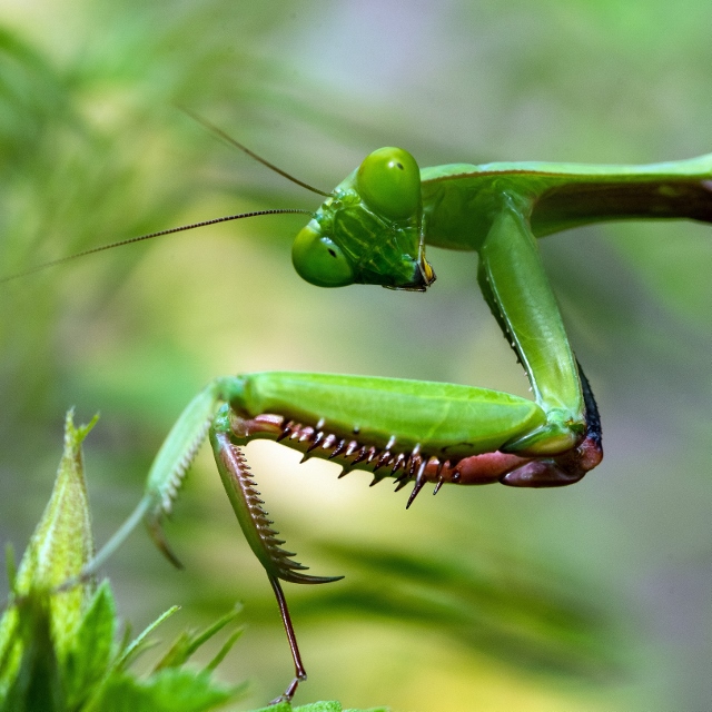 Detail Dragonfly Vs Praying Mantis Nomer 32