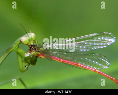Detail Dragonfly Vs Praying Mantis Nomer 33