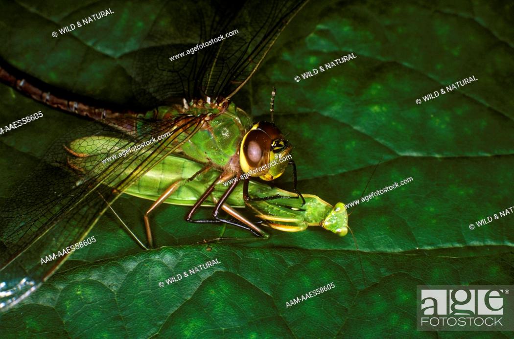 Detail Dragonfly Vs Praying Mantis Nomer 34