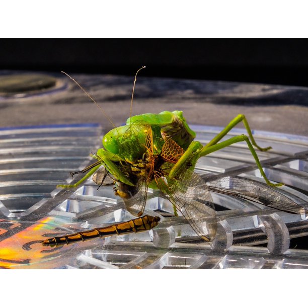 Detail Dragonfly Vs Praying Mantis Nomer 35