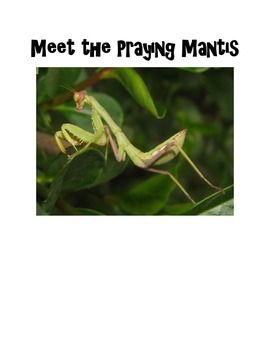 Detail Dragonfly Vs Praying Mantis Nomer 36