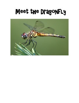 Detail Dragonfly Vs Praying Mantis Nomer 37
