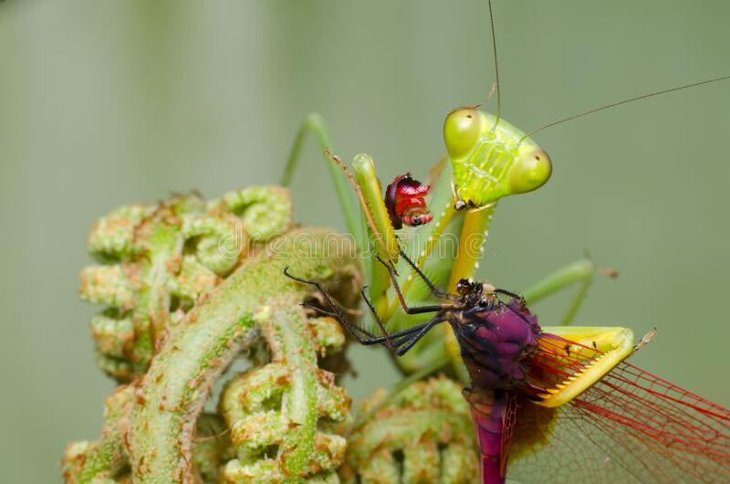 Detail Dragonfly Vs Praying Mantis Nomer 41