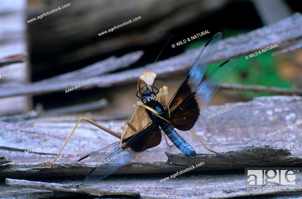 Detail Dragonfly Vs Praying Mantis Nomer 42
