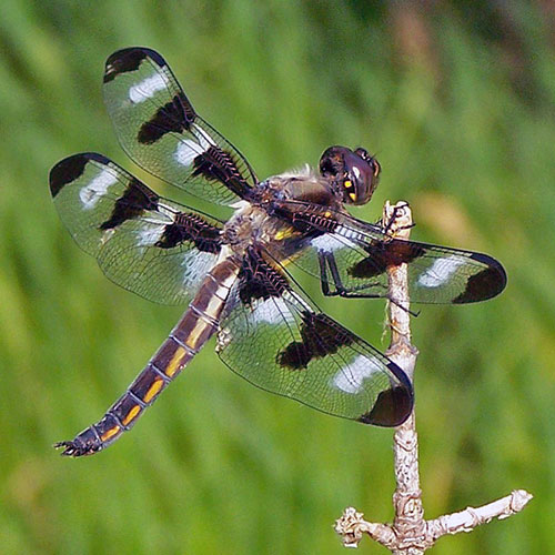 Detail Dragonfly Vs Praying Mantis Nomer 43