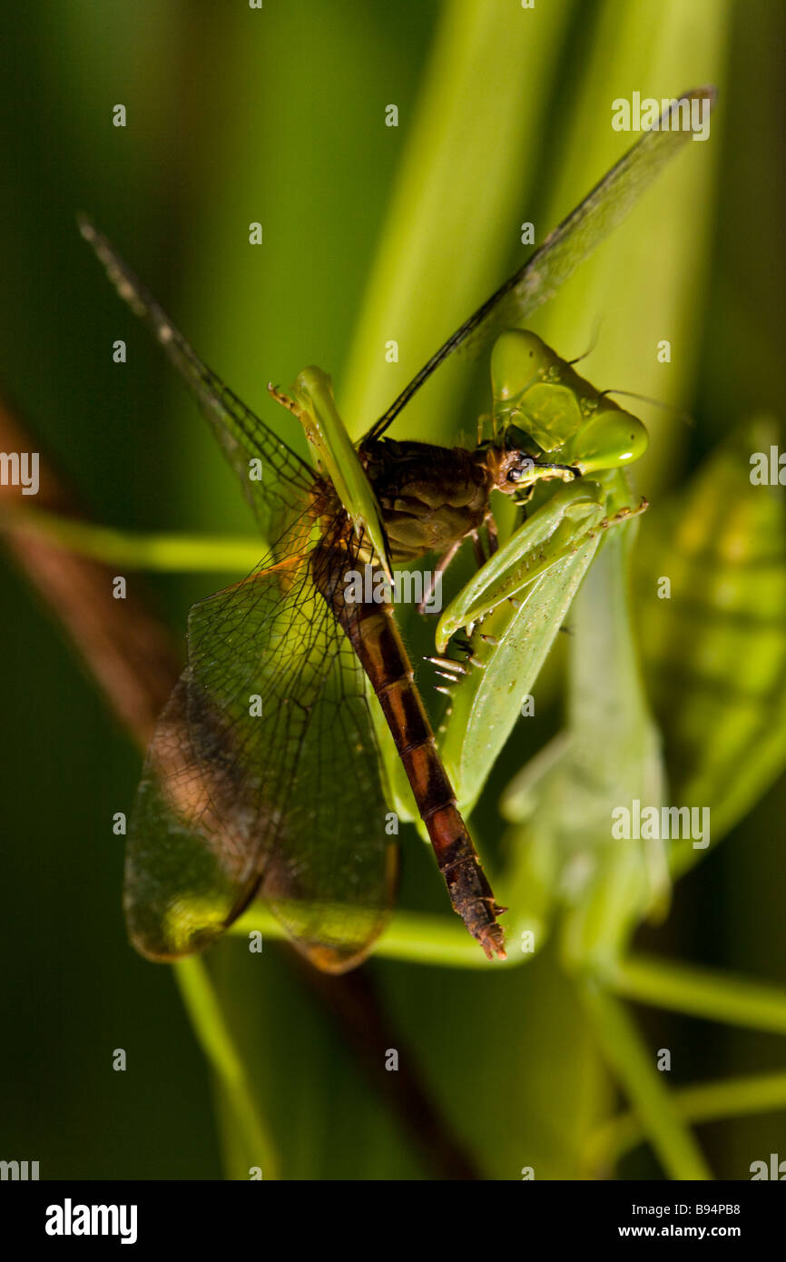 Detail Dragonfly Vs Praying Mantis Nomer 44