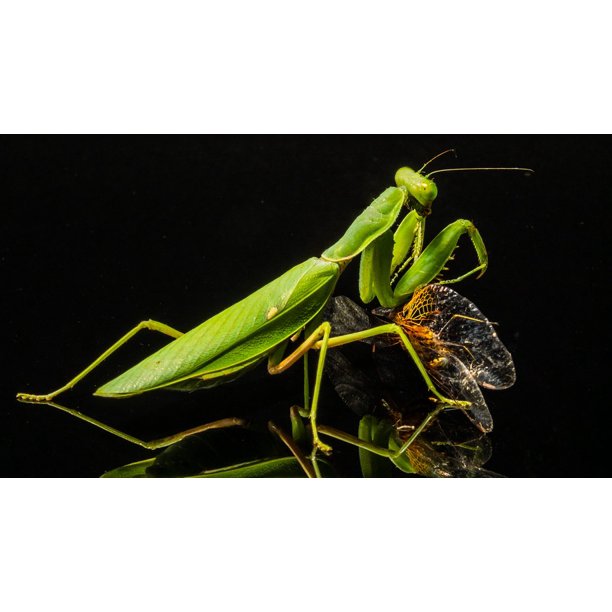 Detail Dragonfly Vs Praying Mantis Nomer 45