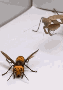 Detail Dragonfly Vs Praying Mantis Nomer 47