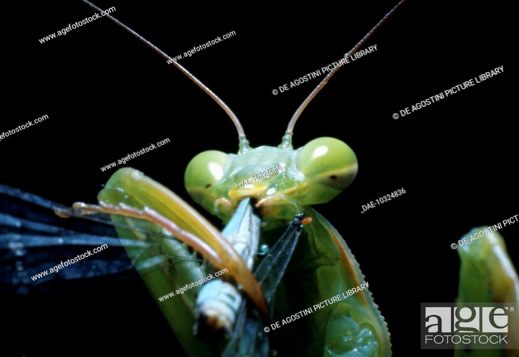 Detail Dragonfly Vs Praying Mantis Nomer 48