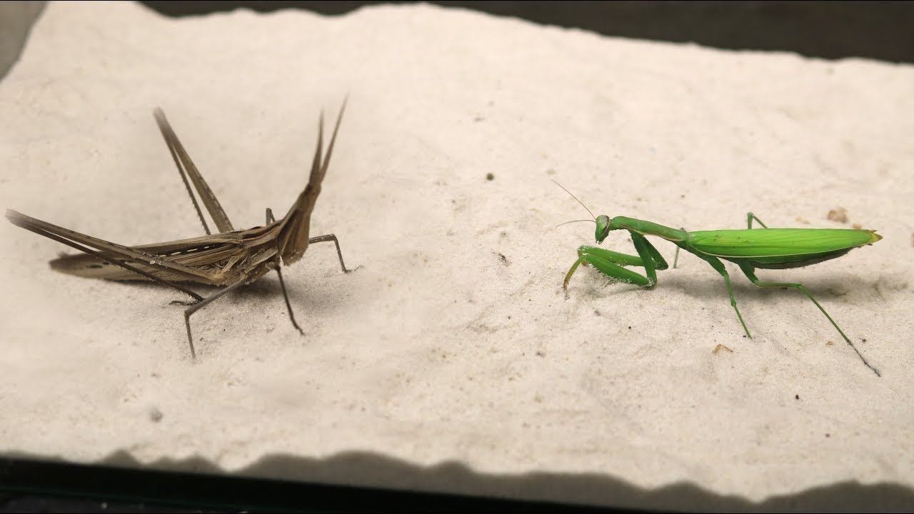 Detail Dragonfly Vs Praying Mantis Nomer 6