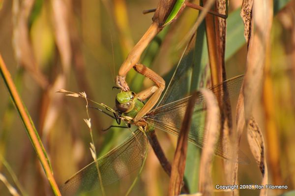 Detail Dragonfly Vs Praying Mantis Nomer 50