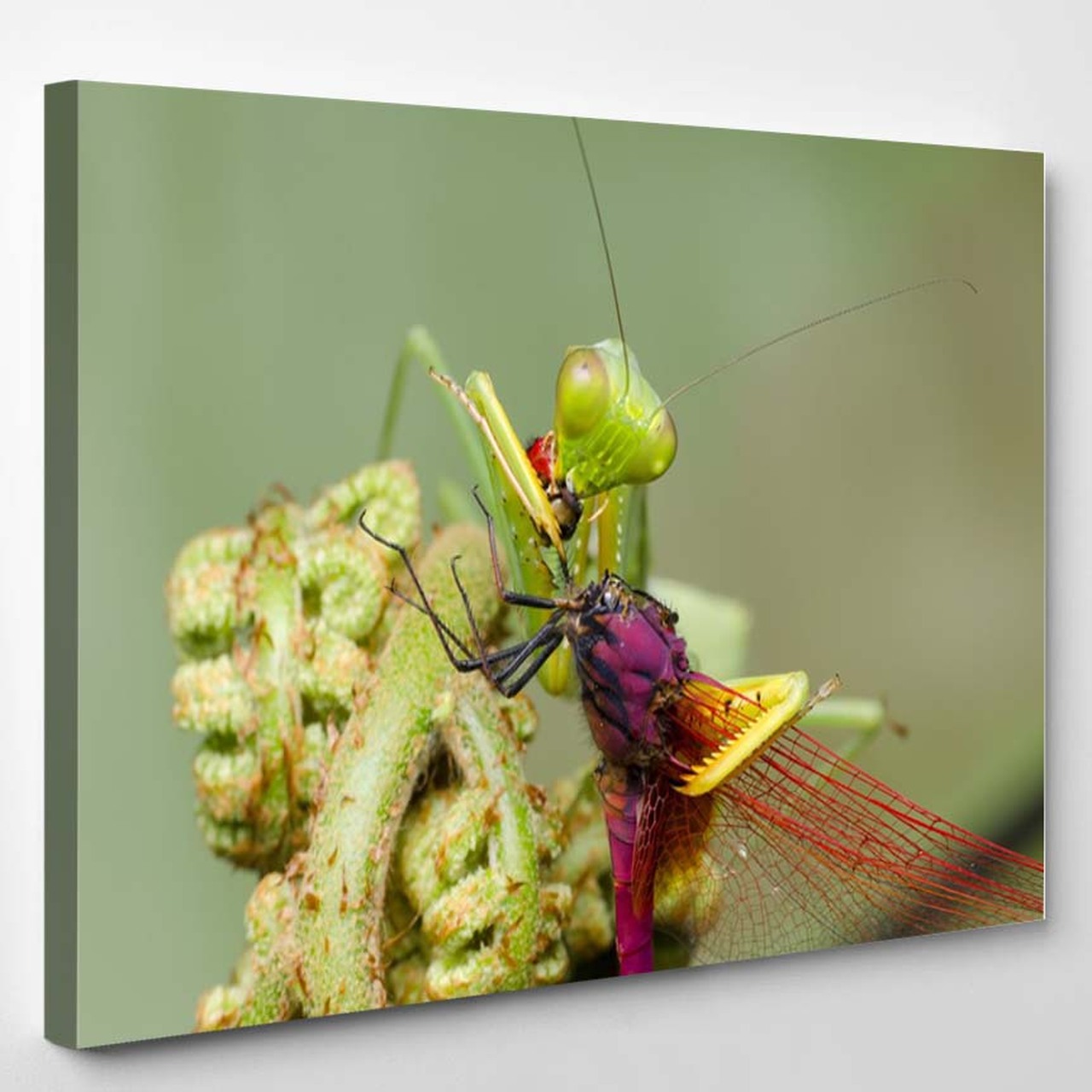 Detail Dragonfly Vs Praying Mantis Nomer 51