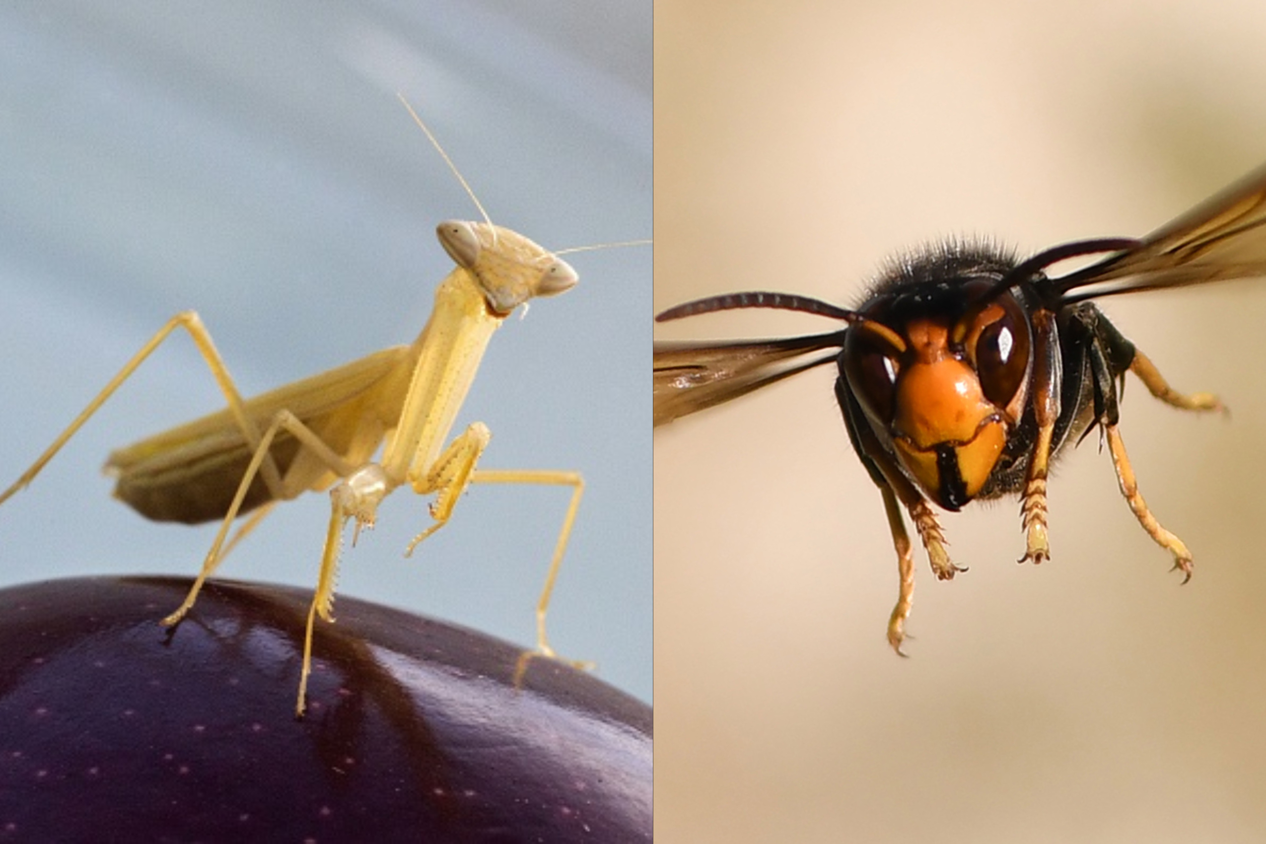 Detail Dragonfly Vs Praying Mantis Nomer 55
