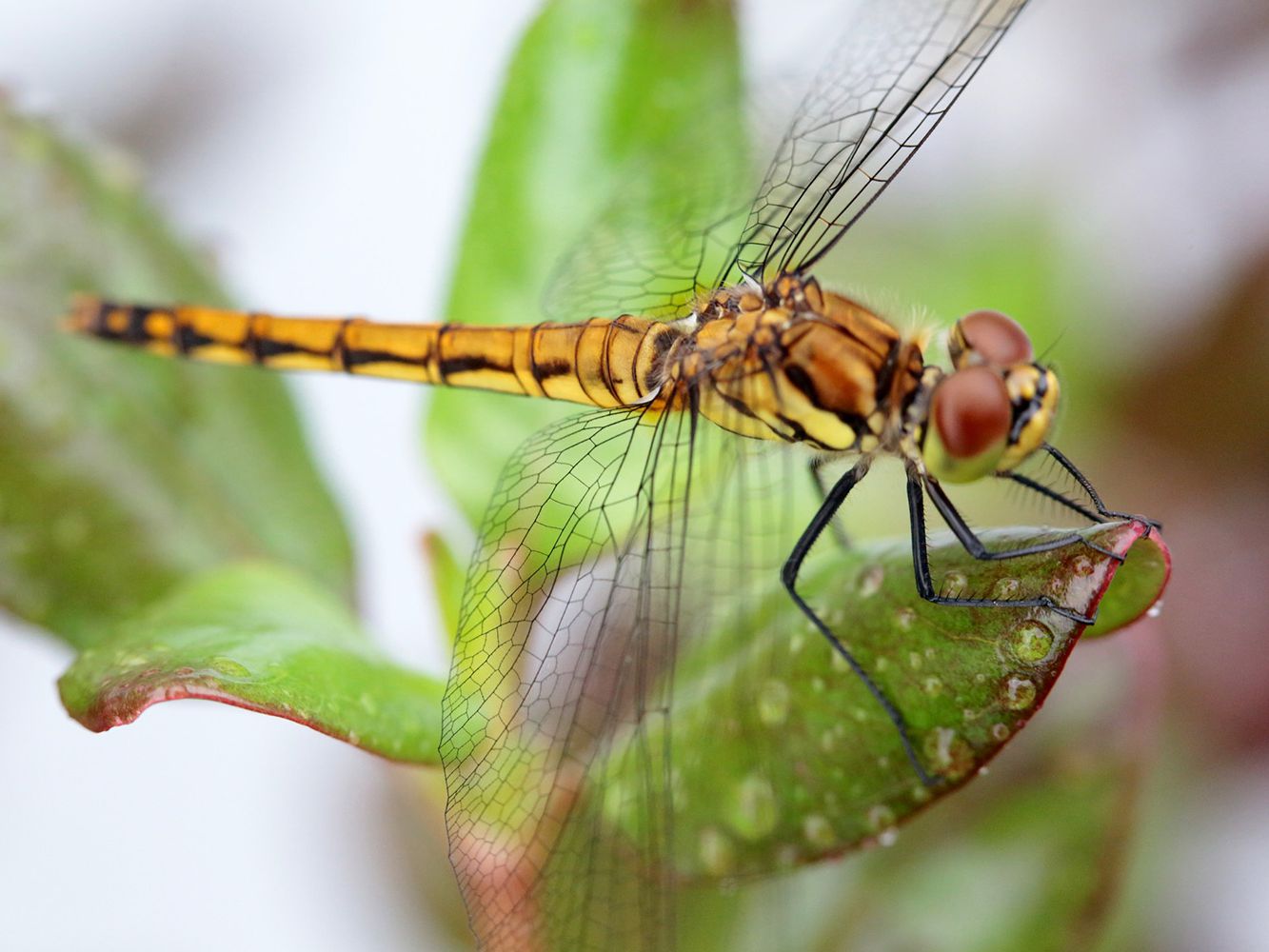 Detail Dragonfly Vs Praying Mantis Nomer 58