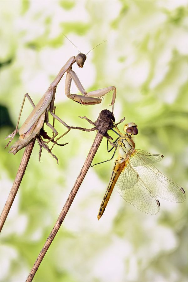 Detail Dragonfly Vs Praying Mantis Nomer 8