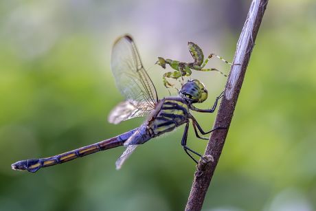 Detail Dragonfly Vs Praying Mantis Nomer 10