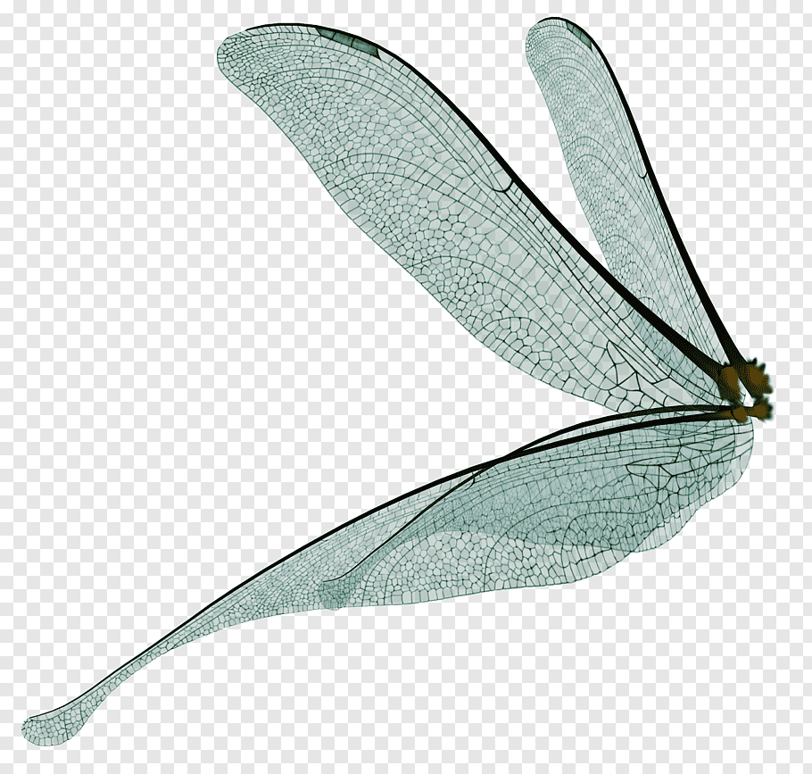 Dragonfly Wings Png - KibrisPDR