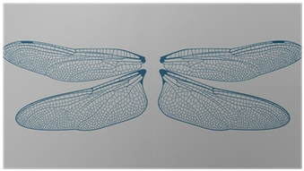 Detail Dragonfly Wings Png Nomer 24