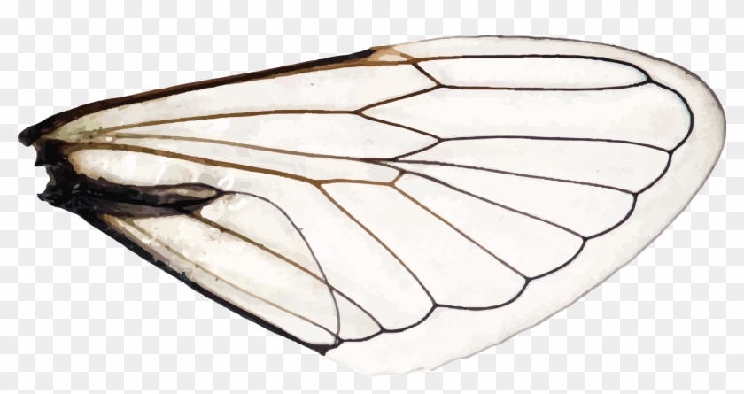 Detail Dragonfly Wings Png Nomer 28