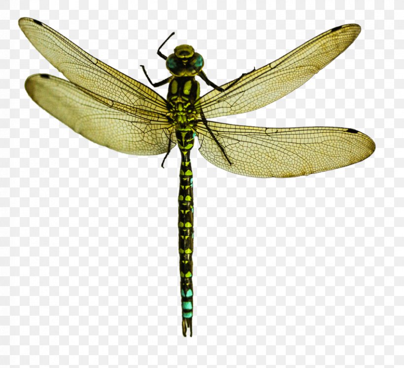 Detail Dragonfly Wings Png Nomer 30