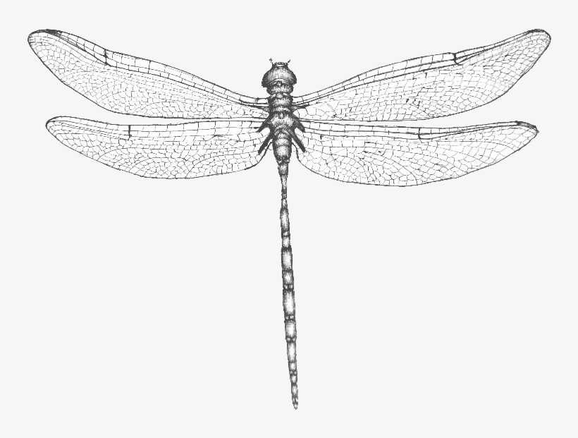 Detail Dragonfly Wings Png Nomer 33