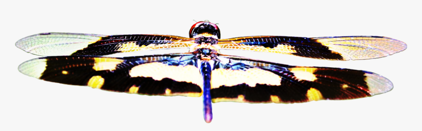 Detail Dragonfly Wings Png Nomer 43