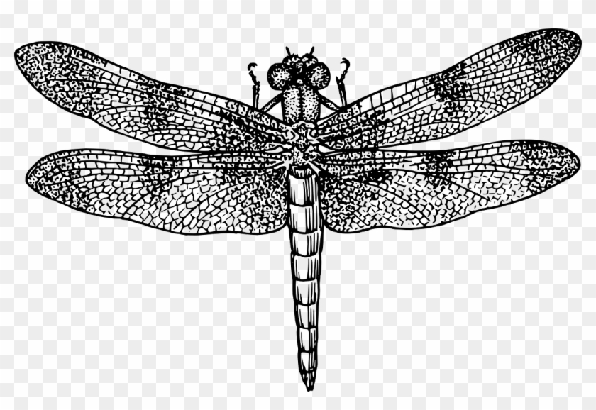 Detail Dragonfly Wings Png Nomer 51