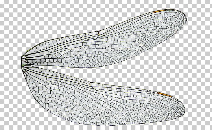 Detail Dragonfly Wings Png Nomer 8