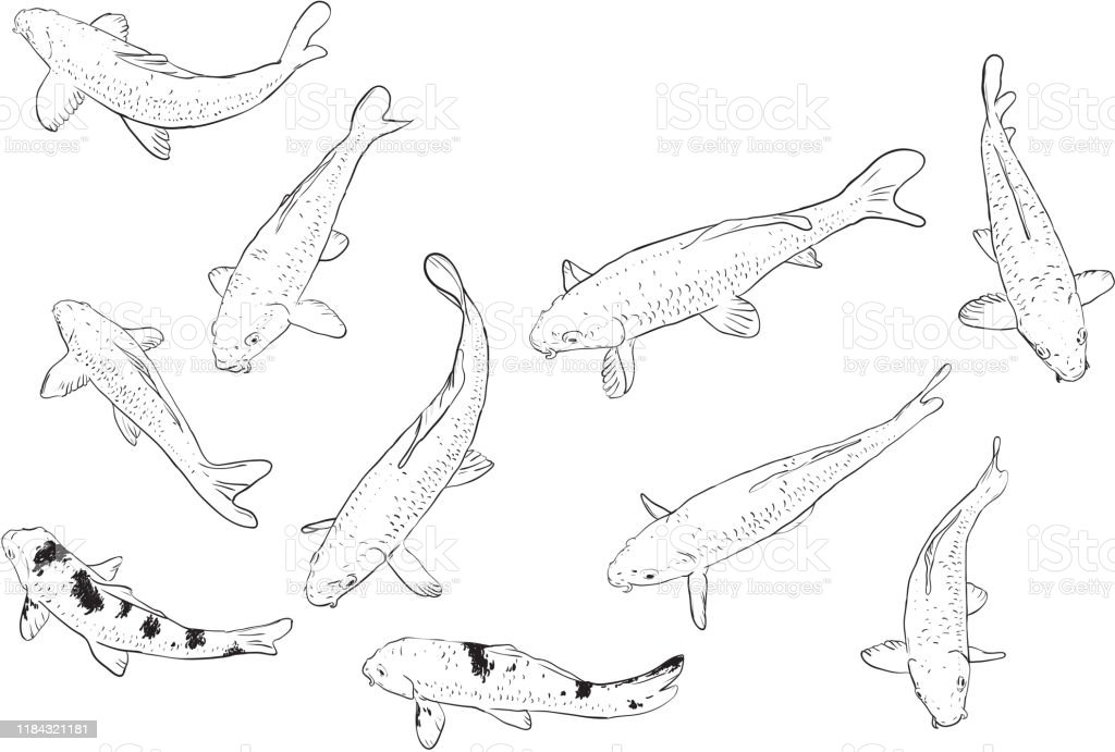 Detail Drawing Ikan Koi Nomer 49