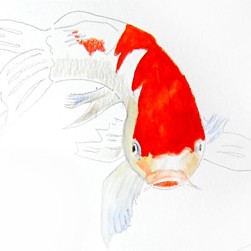 Detail Drawing Ikan Koi Nomer 8