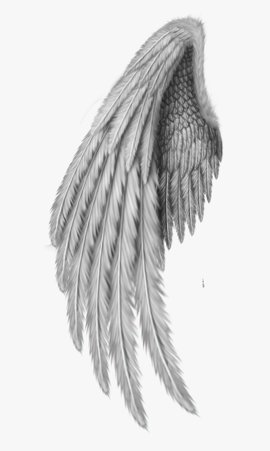 Detail Drawing Of Angels Wings Nomer 46