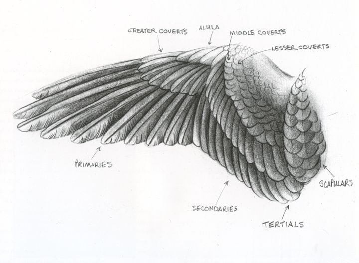 Detail Drawing Of Bird Wings Nomer 12