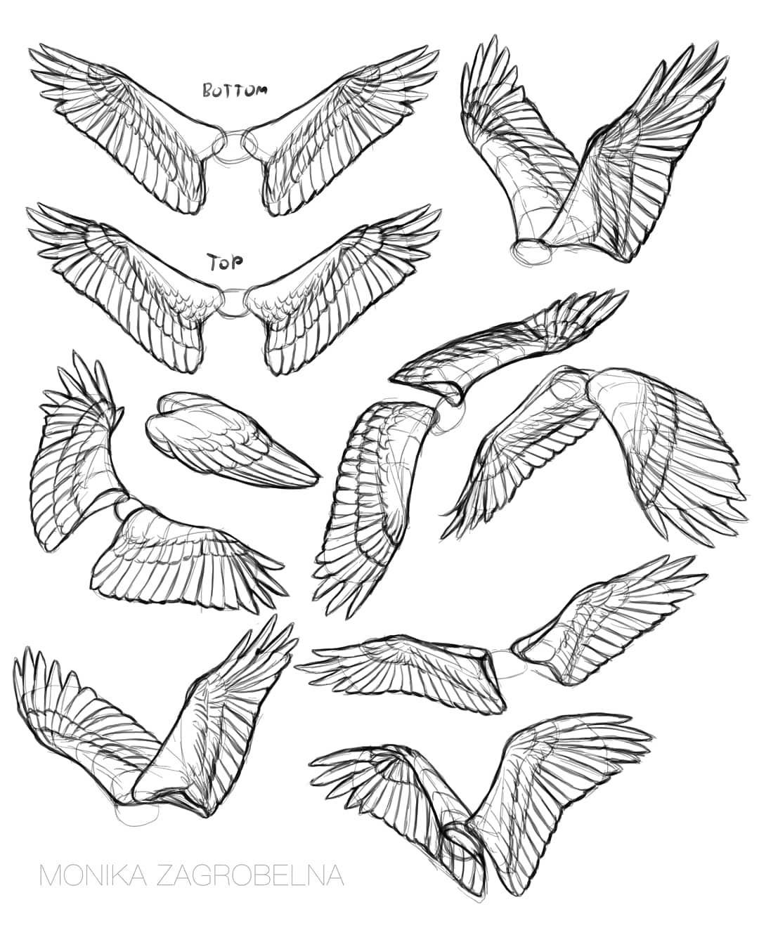 Detail Drawing Of Bird Wings Nomer 13