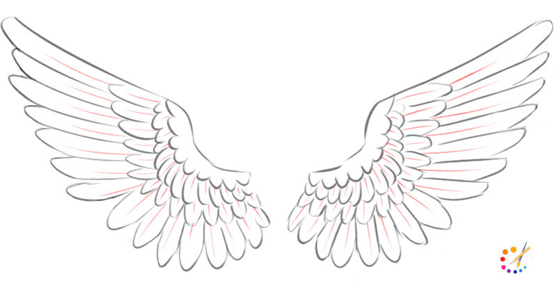 Detail Drawing Of Bird Wings Nomer 17