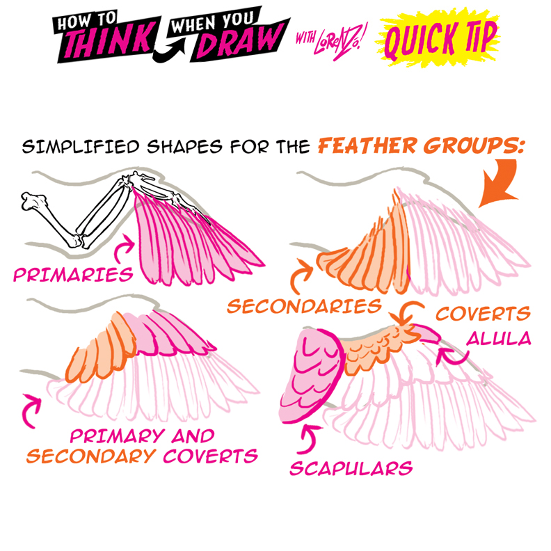 Detail Drawing Of Bird Wings Nomer 26