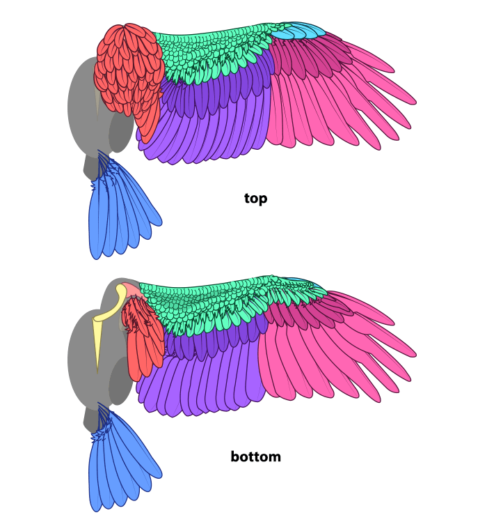 Detail Drawing Of Bird Wings Nomer 31