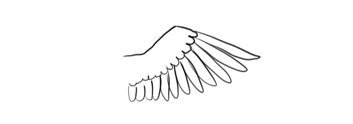 Detail Drawing Of Bird Wings Nomer 32