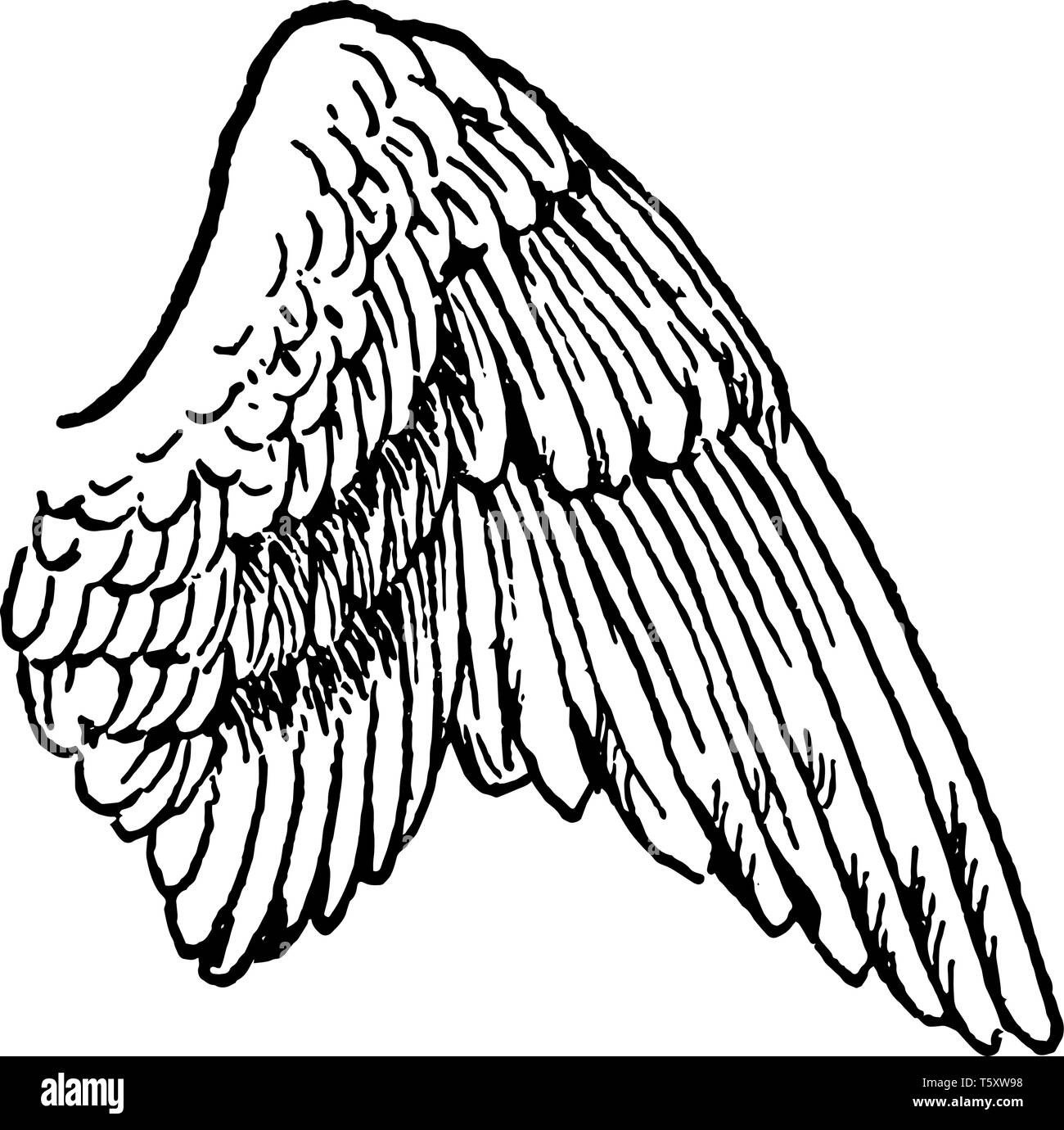 Detail Drawing Of Bird Wings Nomer 38