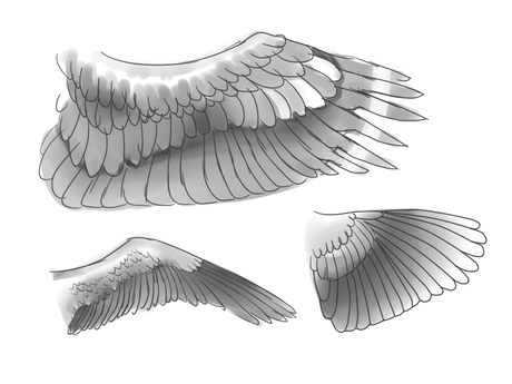 Detail Drawing Of Bird Wings Nomer 51