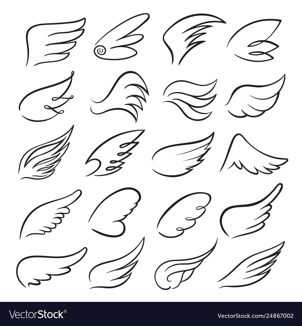 Detail Drawing Of Bird Wings Nomer 8