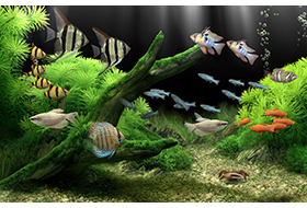 Detail Dream Aquarium Full Version Nomer 18