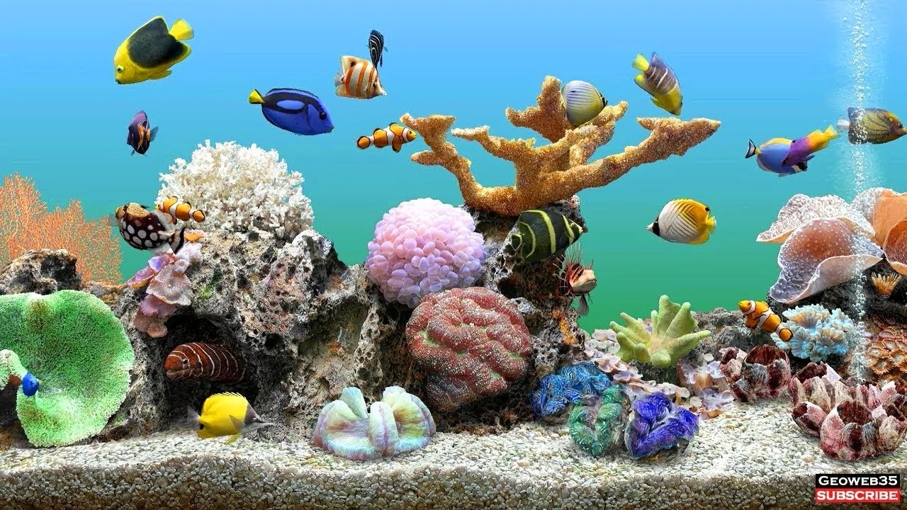 Detail Dream Aquarium Full Version Nomer 28