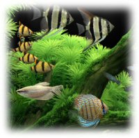 Detail Dream Aquarium Full Version Nomer 33