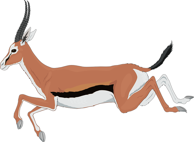 Detail Gazelle Tier Nomer 12