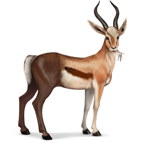 Detail Gazelle Tier Nomer 17