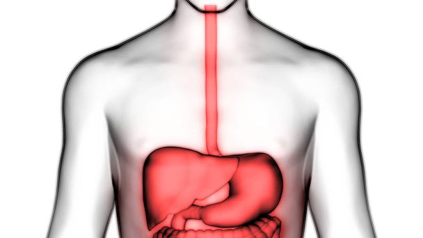 Detail Organe Anatomie Mensch Nomer 13