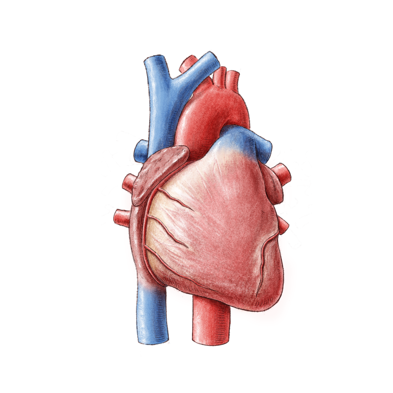 Detail Organe Anatomie Mensch Nomer 15