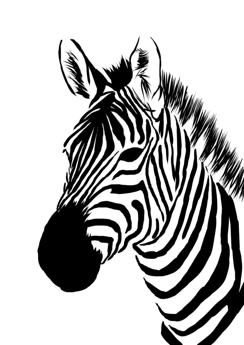 Zebra Kopf Zeichnen - KibrisPDR